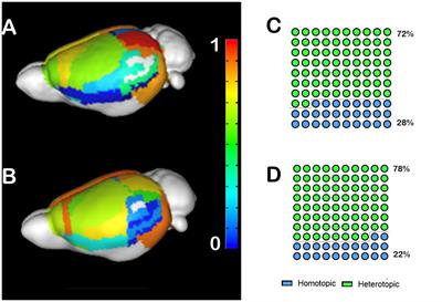 Heterotopic connectivity of callosal dysgenesis in mice and humans